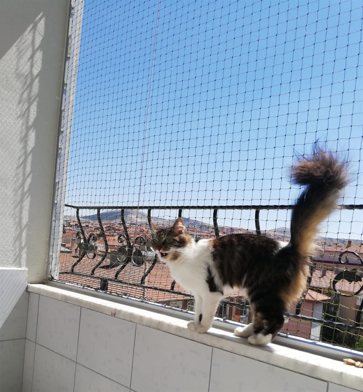 Kedi Filesi
